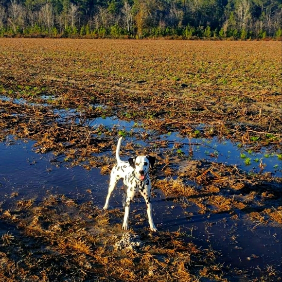 Meet your Posher, William - Picture 3 of 3